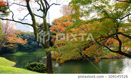 在小石川後樂園欣賞紅葉和池塘 在小石川後樂園欣賞紅葉和池塘 109145526
