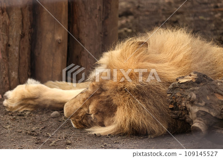 睡覺的雄獅 109145527