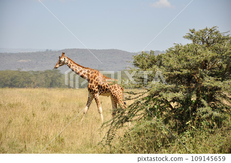 Giraffe Embarking on Tranquil Journey Through Breathtaking African Savannah Landscape Giraffe Embarking on Tranquil Journey Through Breathtaking African Savannah Landscape 109145659