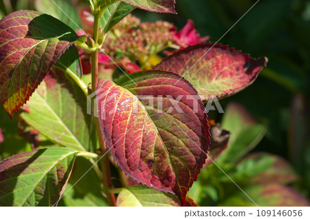 Autumn hydrangea leaves 109146056