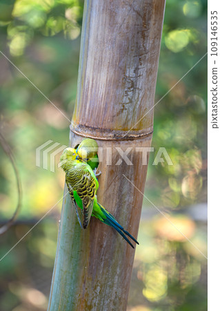 beautiful parrots in a park 109146535