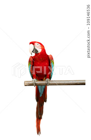 beautiful parrot isolated 109146536