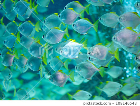 fish in an aquarium 109146548