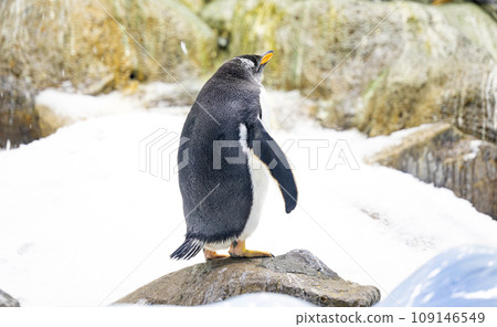 penguins in the park 109146549