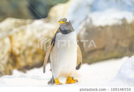 penguins in the park 109146550