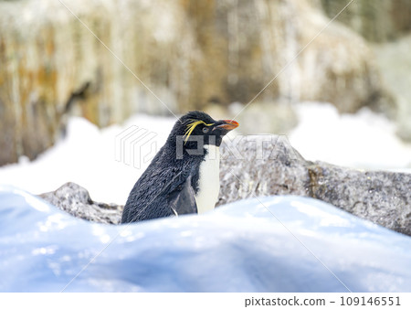 penguins in the park 109146551
