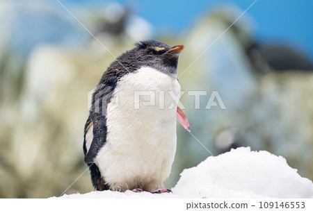 penguins in the park 109146553