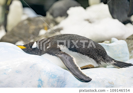 penguins in the park 109146554