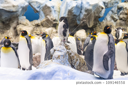 penguins in the park 109146558