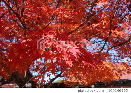 紅葉季節的紅葉 109146565