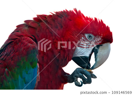 beautiful parrot isolated 109146569