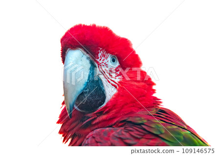 beautiful parrot isolated beautiful parrot isolated 109146575