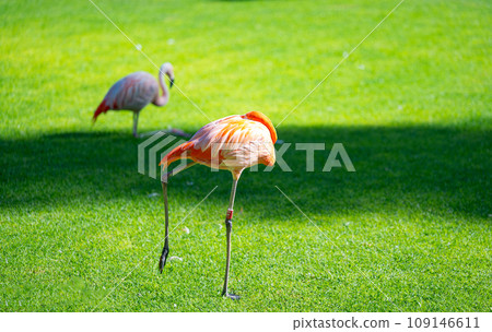 pink flamingo 109146611