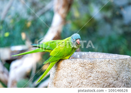 beautiful parrot 109146626