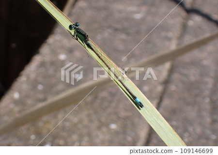 Aomon damselfly perching on a leaf Aomon damselfly perching on a leaf 109146699