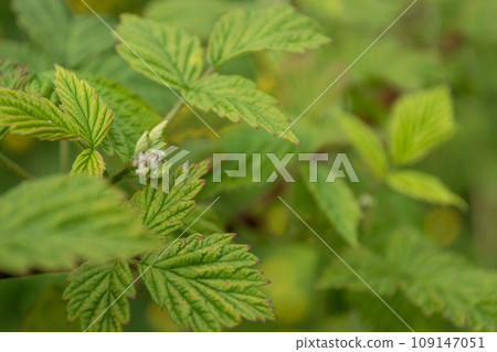 Green raspberry leaves close-up on a background of green foliage. Green raspberry leaves close-up on a background of green foliage. 109147051