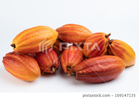 Fresh wet cacao pods cut Fresh wet cacao pods cut 109147135