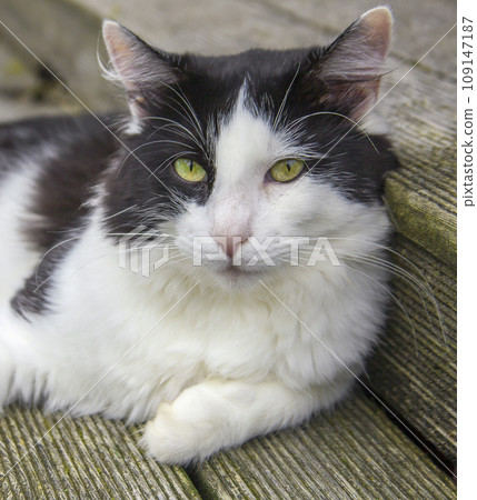 Domestic black-and-white cat lies quietly on wooden flooring. 109147187