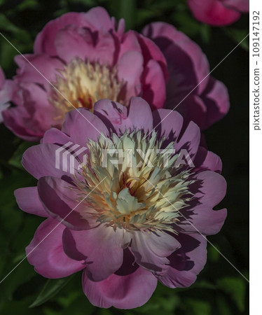 Pink and white petals of an open gorgeous flower of decorative garden peony in landscape design. Pink and white petals of an open gorgeous flower of decorative garden peony in landscape design. 109147192