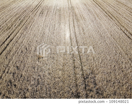 A bird's eye view of a field of ripe cereals. Agricultural landscape. A bird's eye view of a field of ripe cereals. Agricultural landscape. 109148021
