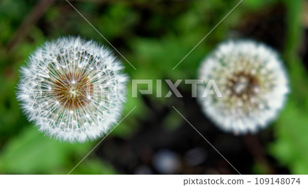 The photo showcases two dandelion seed heads with a backdrop of green foliage. 109148074