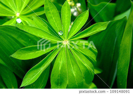 A water droplet is seen resting on a leaf in this detailed close-up image. A large drop of water on a sheet of lupine. A water droplet is seen resting on a leaf in this detailed close-up image. A large drop of water on a sheet of lupine. 109148091