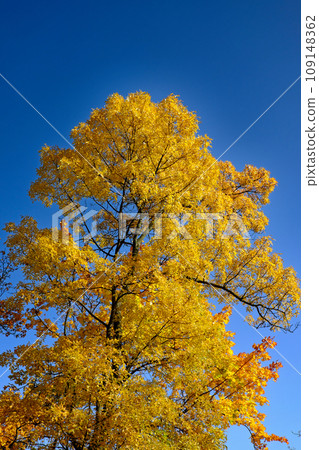 A tree with yellow leaves against a blue sky. A tree with yellow leaves against a blue sky. 109148362