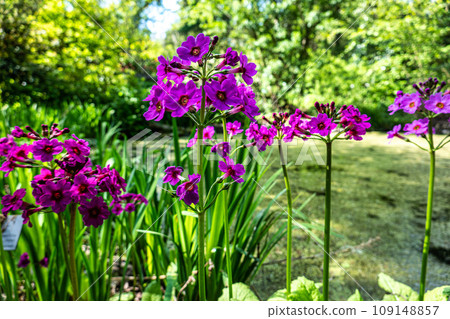 Japanese Primrose or Primula japonica farrerae at the Ecology and Botanic Garden in Bayreuth, Germany. Japanese Primrose or Primula japonica farrerae at the Ecology and Botanic Garden in Bayreuth, Germany. 109148857