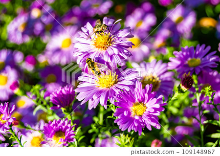 Beautiful wild flower winged bee on background foliage meadow Beautiful wild flower winged bee on background foliage meadow 109148967