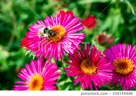 Beautiful wild flower winged bee on background foliage meadow Beautiful wild flower winged bee on background foliage meadow 109148986