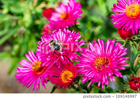 Beautiful wild flower winged bee on background foliage meadow Beautiful wild flower winged bee on background foliage meadow 109148997