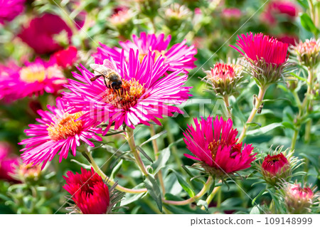Beautiful wild flower winged bee on background foliage meadow Beautiful wild flower winged bee on background foliage meadow 109148999