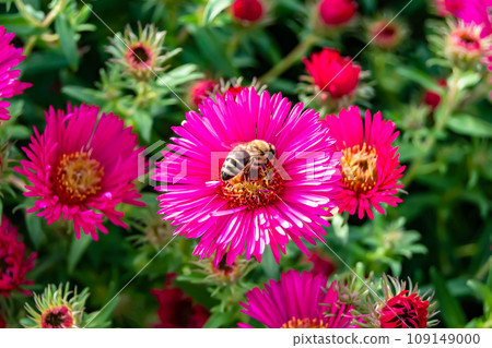 Beautiful wild flower winged bee on background foliage meadow Beautiful wild flower winged bee on background foliage meadow 109149000