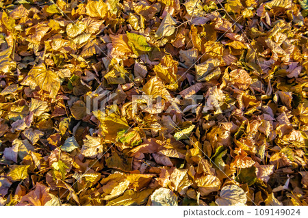 Photo on theme autumn abstract background of maple leaves falling on surface Photo on theme autumn abstract background of maple leaves falling on surface 109149024