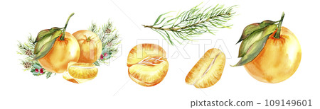 Watercolor Christmas composition illustration set. Orange tangerines with pine branch and single citrus fruit , slice, pine branch set from Christmas collection. Isolated elements for invitation, card 109149601