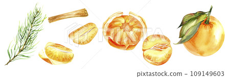 Watercolor Christmas elements set. Orange tangerines , slices and pieces, cinnamon stick and pine tree branch for new year arrangement design. Isolated elements for wreath, frame, home decor, 109149603