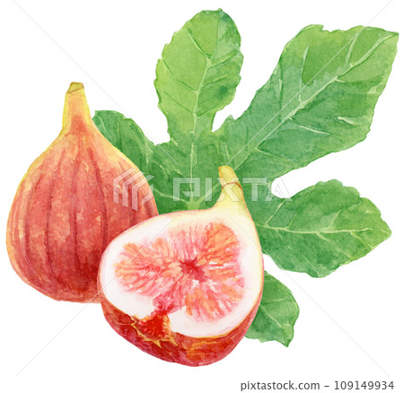 Fig fruits and leaves watercolor painting cut figs Fig fruits and leaves watercolor painting cut figs 109149934