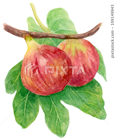 Fig fruit on a branch, watercolor painting, fig leaf Fig fruit on a branch, watercolor painting, fig leaf 109149943
