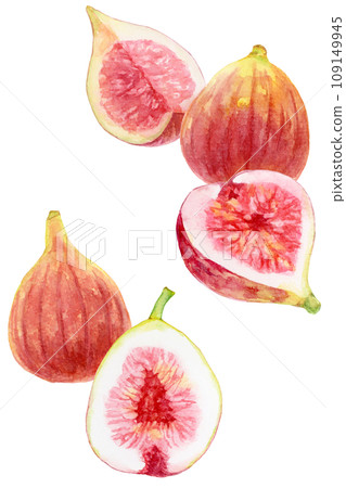Many figs watercolor painting vertical composition Many figs watercolor painting vertical composition 109149945
