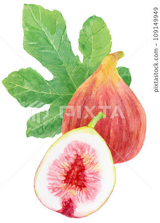 垂直排列的無花果果實和葉子水彩畫 109149949