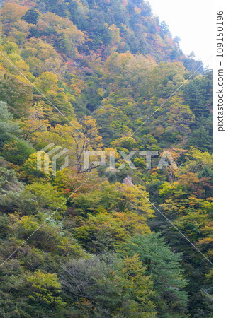 Autumn leaves in the Kurobe Valley Autumn leaves in the Kurobe Valley 109150196