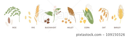 Cereal grains. Agriculture seeds and plants. Vegetarian nutrition. Different farm crops. Buckwheat and rice. Ear of corn. Barley harvest. Millet stems. Oat and rye. Garish vector set 109150326