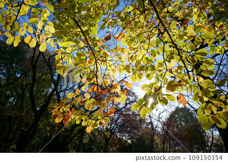 Autumn leaves on park trees 109150354