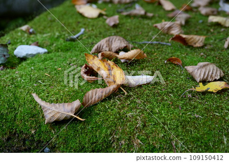 公園樹上的秋葉 公園樹上的秋葉 109150412