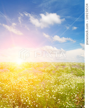Field with blooming chamomiles and a bright sunrise. Vertical photo. Field with blooming chamomiles and a bright sunrise. Vertical photo. 109150534