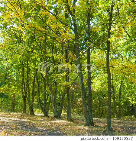 Autumn forest with yellow leaves and blue sky. 109150537