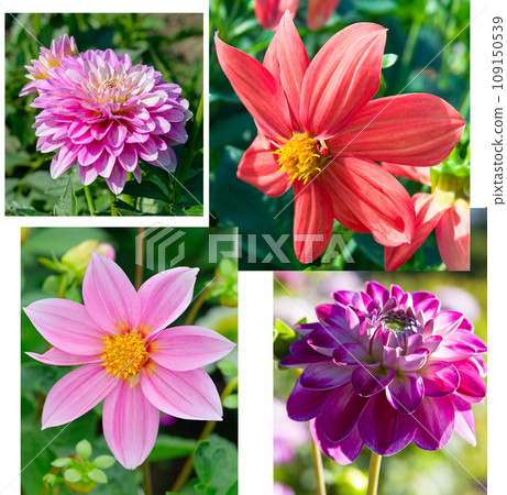 Collage of dahlia flower photos. Collage of dahlia flower photos. 109150539