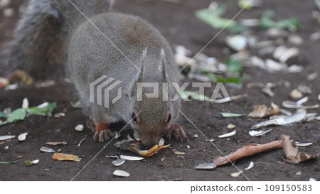 兩隻松鼠吃食物 109150583