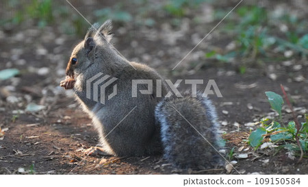 Two squirrels eating nuts 109150584