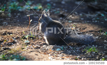 兩隻松鼠在落葉間吃核桃 兩隻松鼠在落葉間吃核桃 109150589